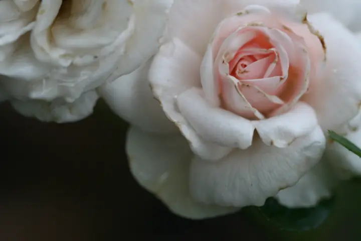 Fresh flower arrangement roses — Weddings & Events, Lahore