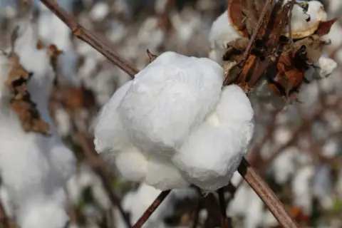 20/s Carded Cotton Yarn